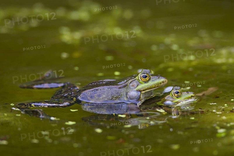 European edible frogs