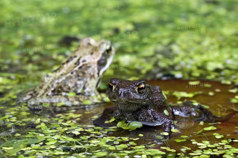 Juvenile common toad