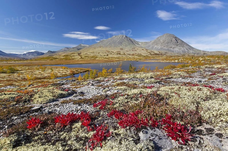 Alpine bearberry and reindeer lichen on the tundra in autumn and the Stygghoin mountain range at Doraldalen