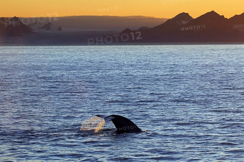 Blue whale