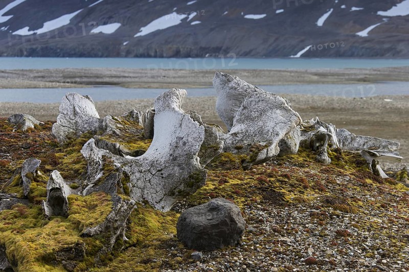 Discarded bones of bowhead whale