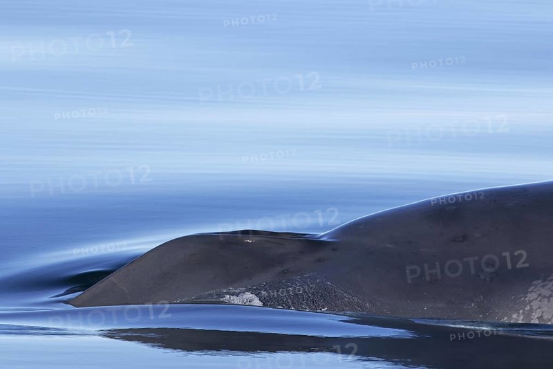 Blowhole of blue whale