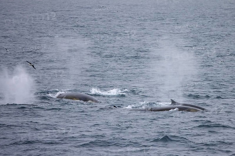 Fin whales