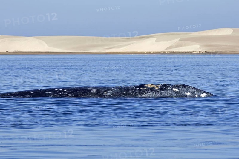 Pacific gray whale
