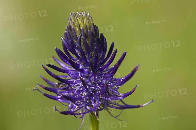 Round-headed rampion