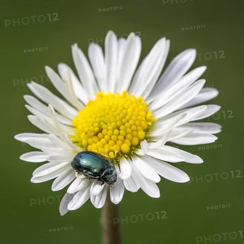 Leaf beetle alder chrysomelid beetle