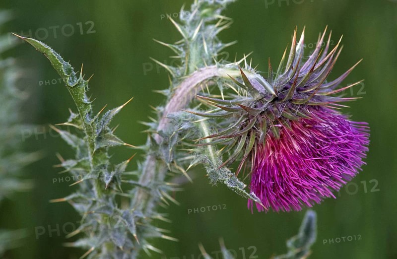 Musk thistle