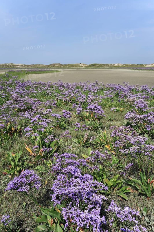 Sea lavender