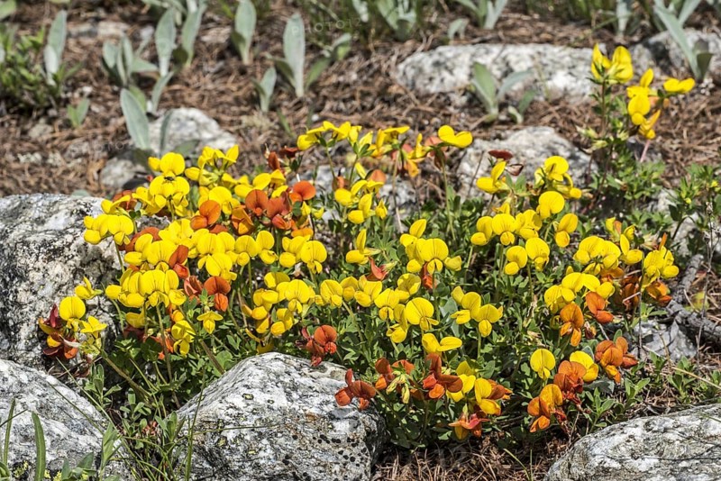 Horseshoe vetch
