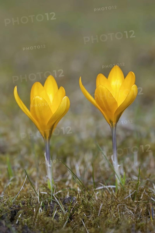 Two spring crocuses