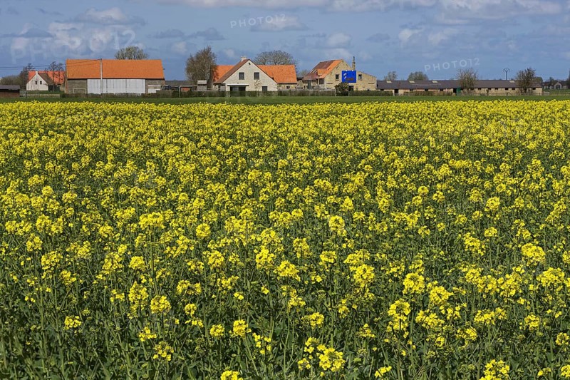 Field with rapeseed