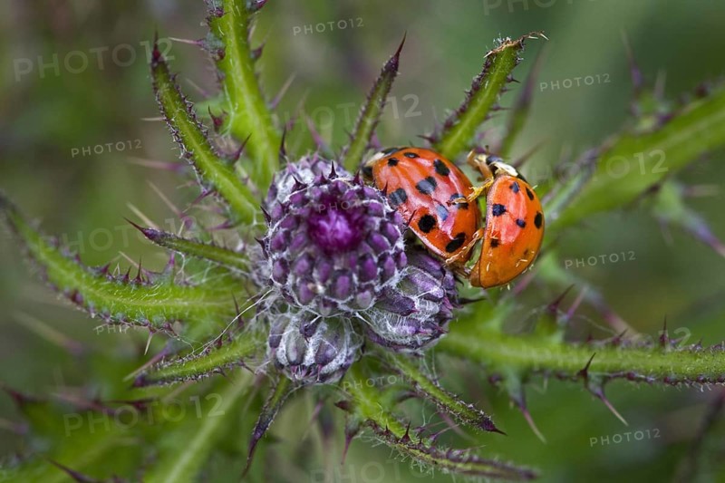 Asian lady beetles