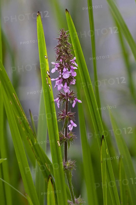 Marsh woundwort