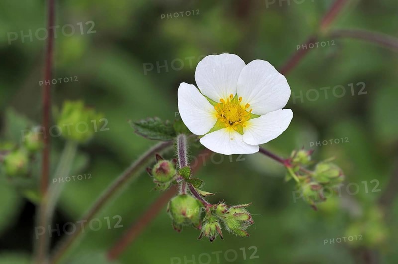 Rock Cinquefoil