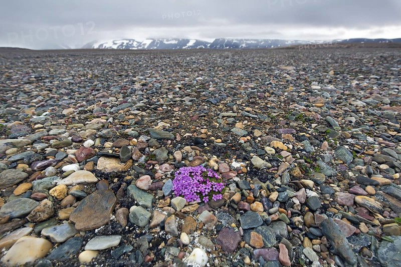 Moss campion