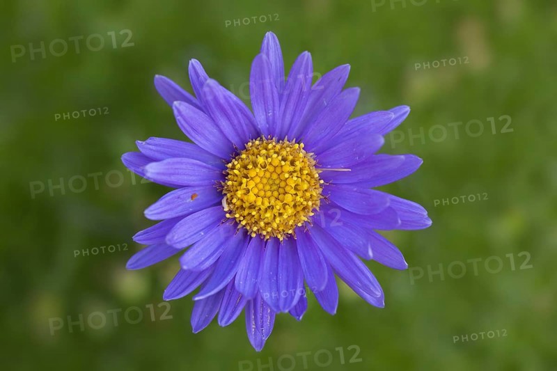 Alpine aster