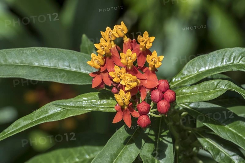 Croton