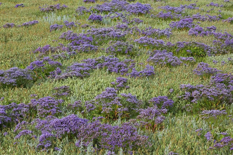 Common sea-lavender