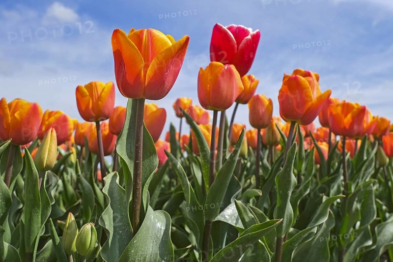 Worm's eye view over orange tulips in Dutch tulip field in spring at the Flevopolder