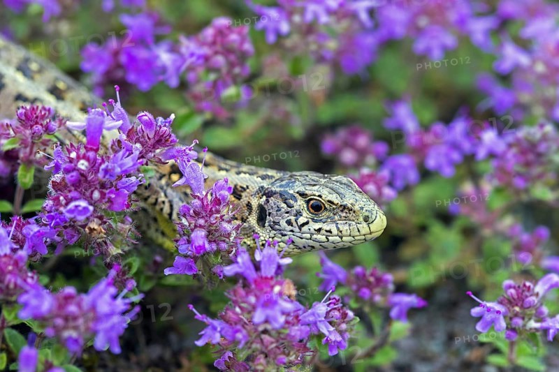 Sand lizard