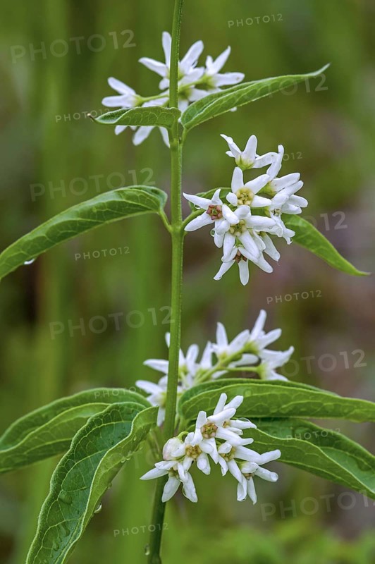White swallow-wort