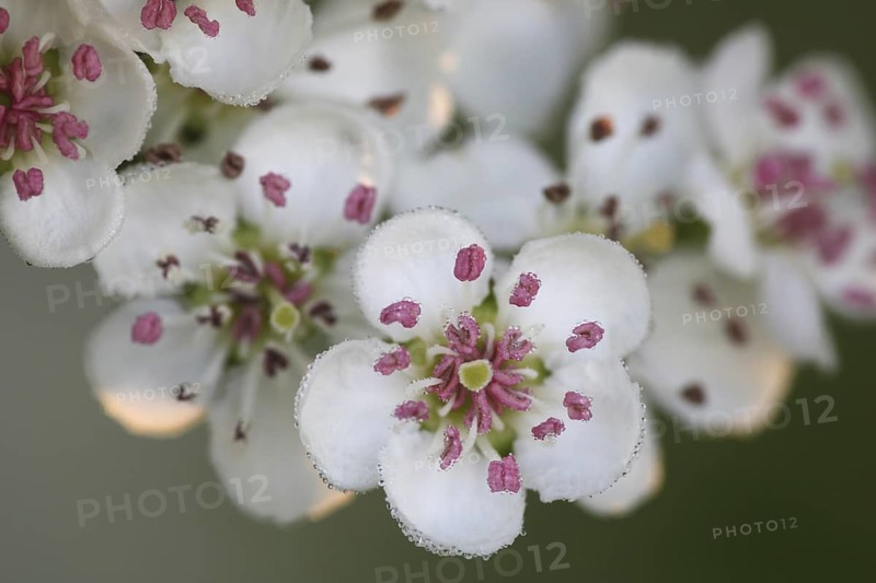 Common single-seeded hawthorn