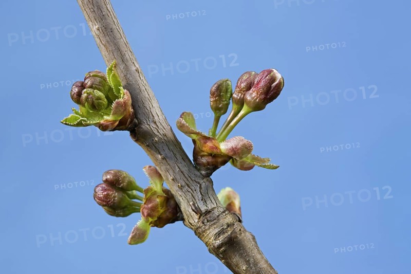 Wild cherry