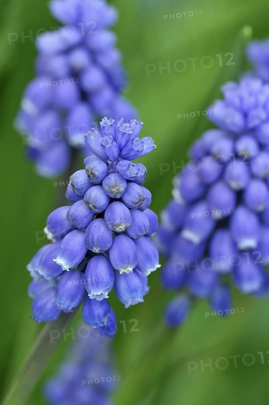 Common grape hyacinth