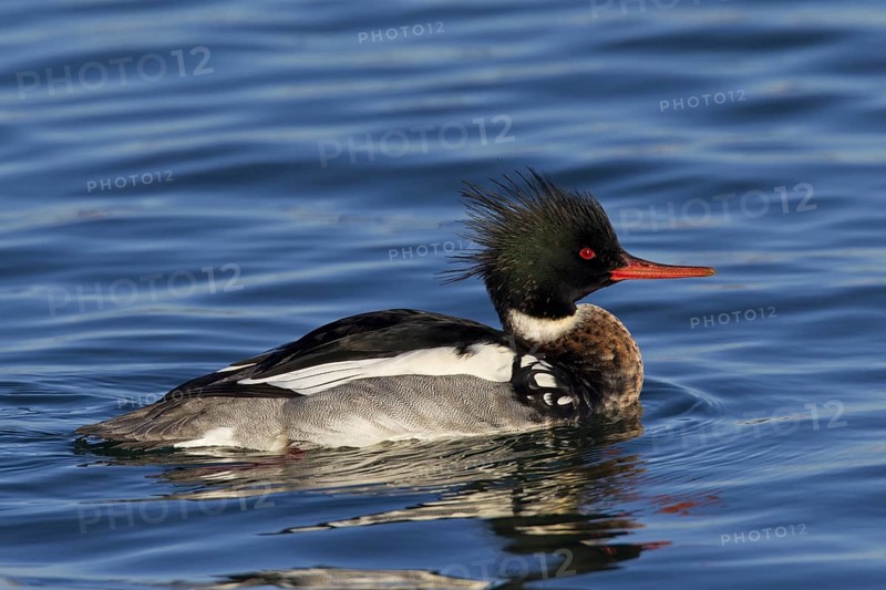 Red-breasted merganser