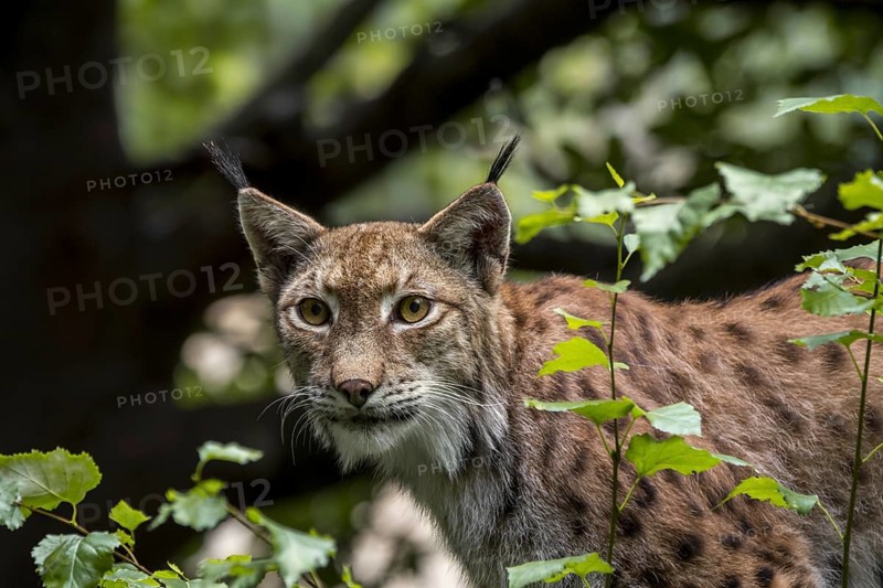 Eurasian lynx