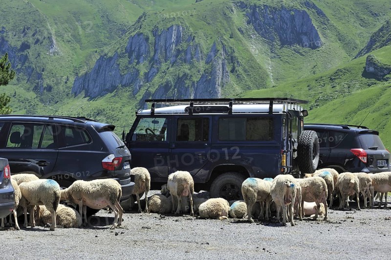 Flock of sheep seeking shadow behind vehicles on car park at the Col du Soulor