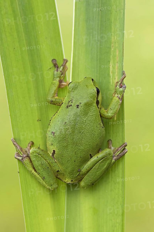 European tree frog