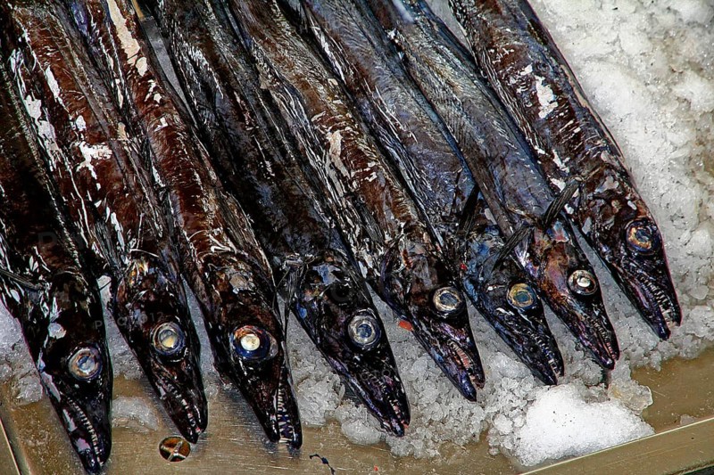 Black scabbardfish