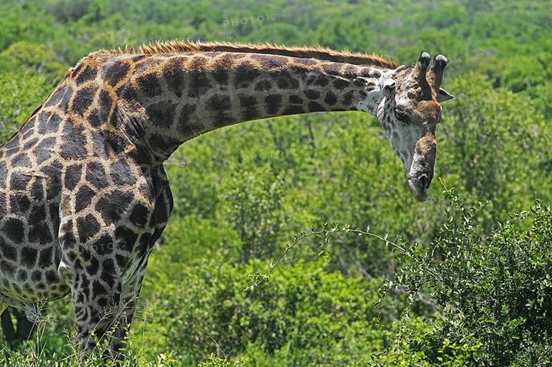 South African giraffe