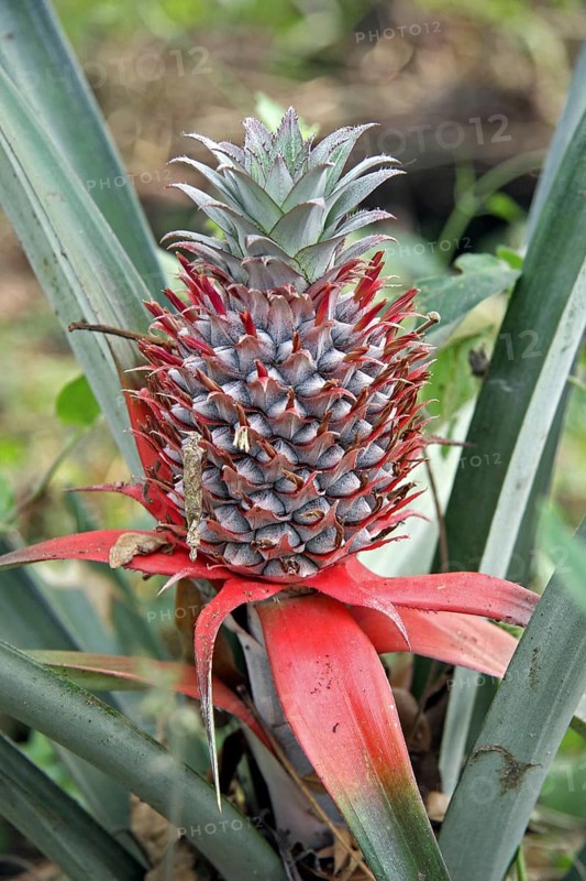 Pineapple