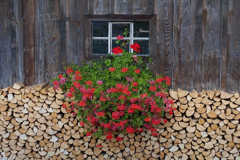Stack of split firewood used as wood fuel piled in front of wooden cabin with geranium flowers decorating window