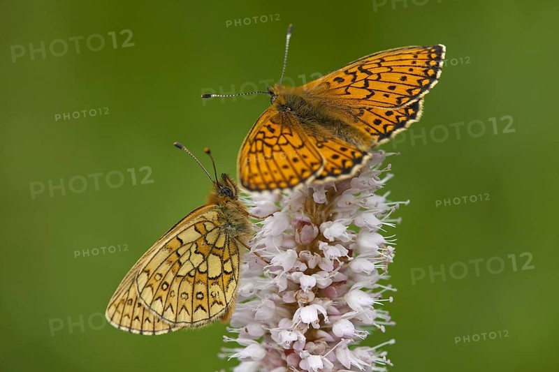 Two Bog Fritillaries
