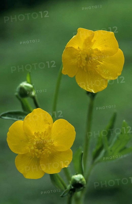 Creeping buttercup