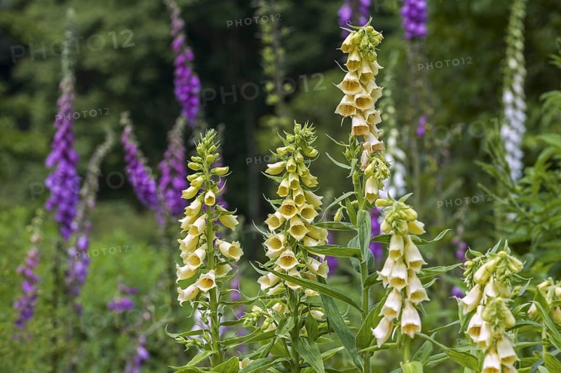 Big-flowered foxglove