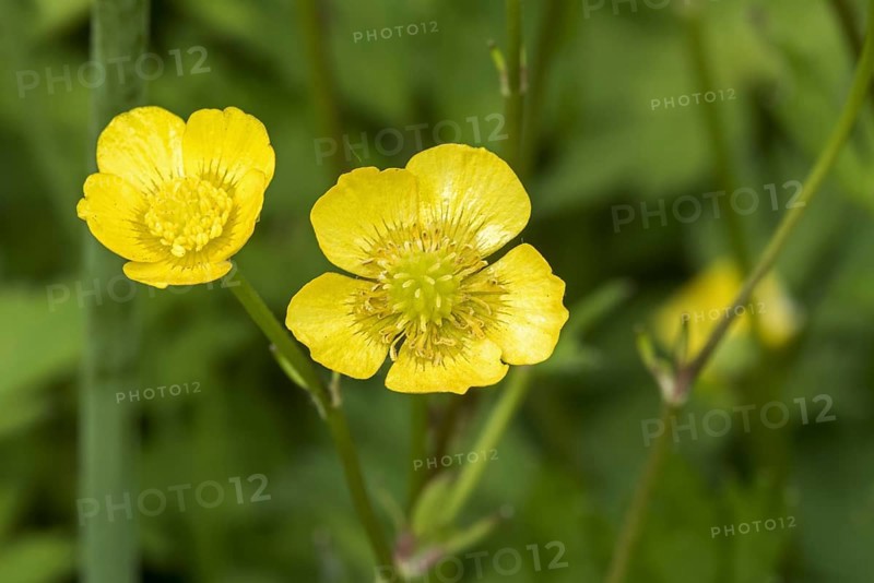 Meadow buttercup