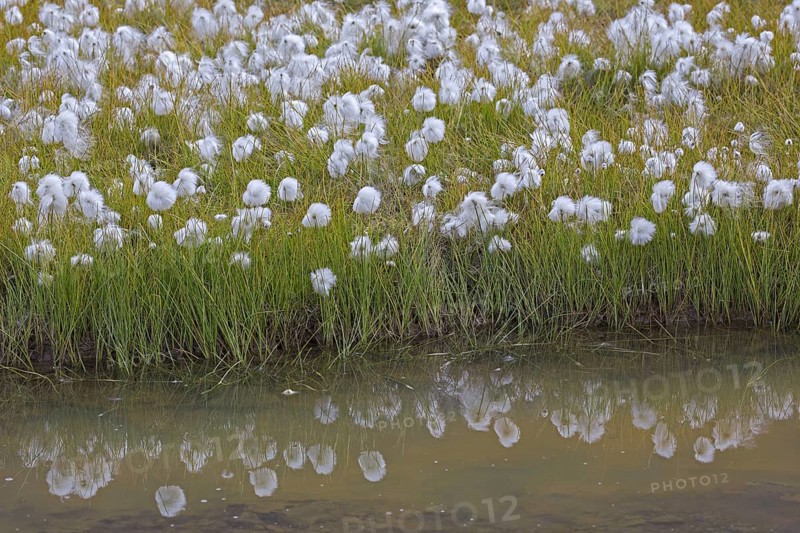 Scheuchzer's cottongrass
