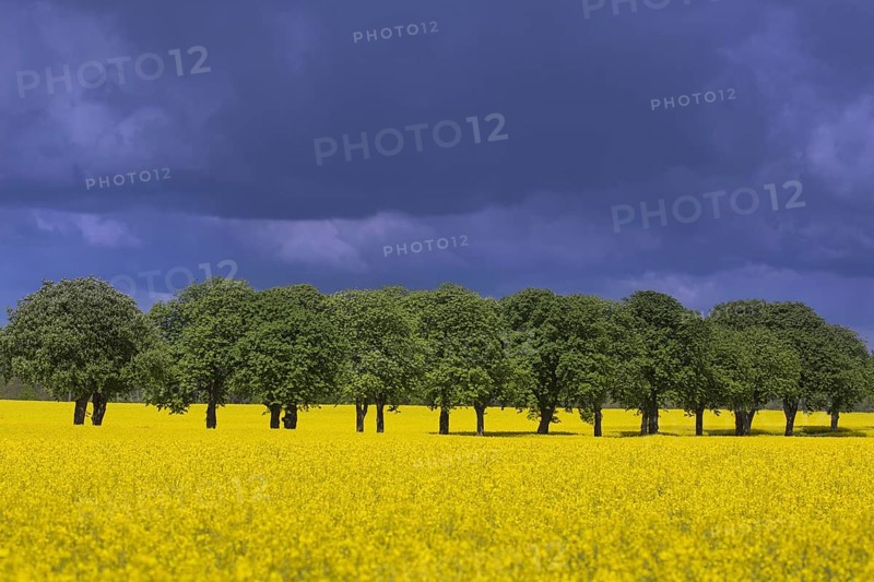 Farmland showing rape