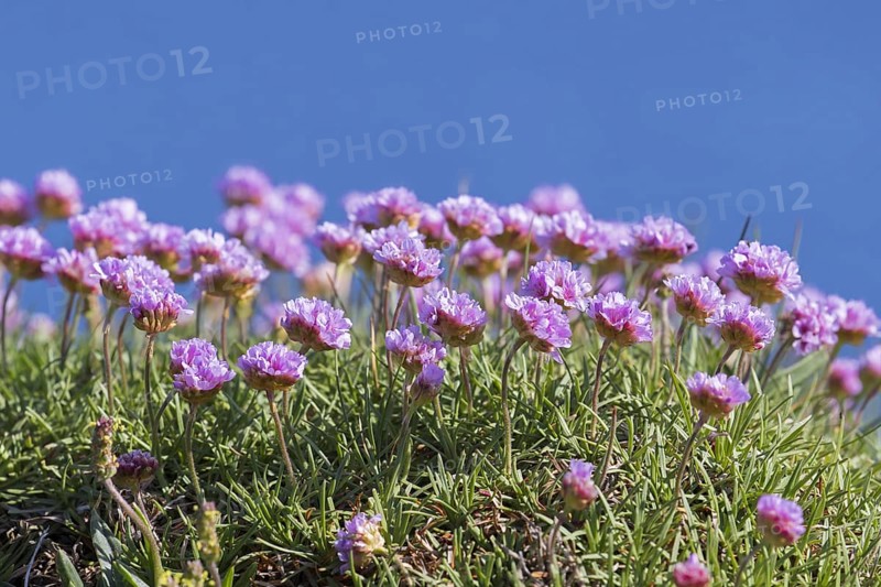 Sea thrift
