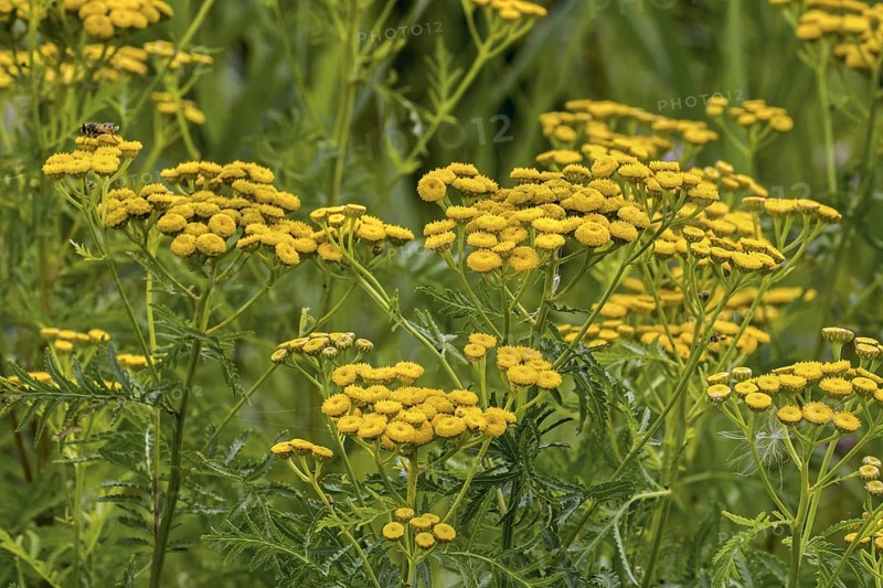 Common tansy