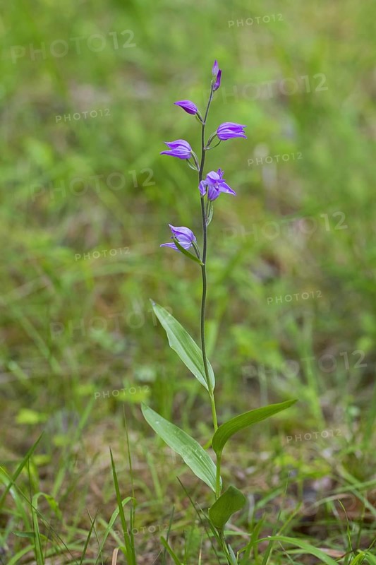 Red helleborine