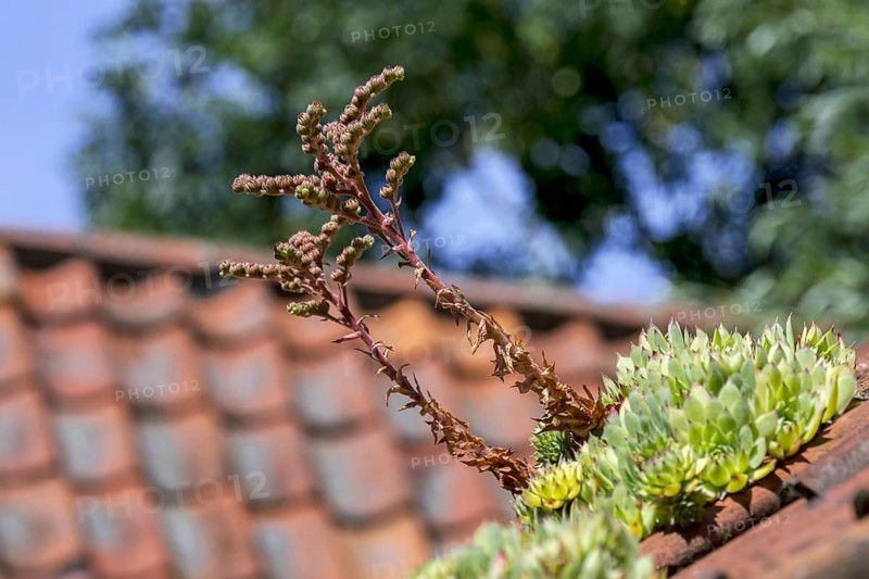 Common houseleek