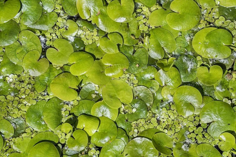 Frogbit