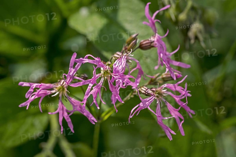 Ragged-Robin