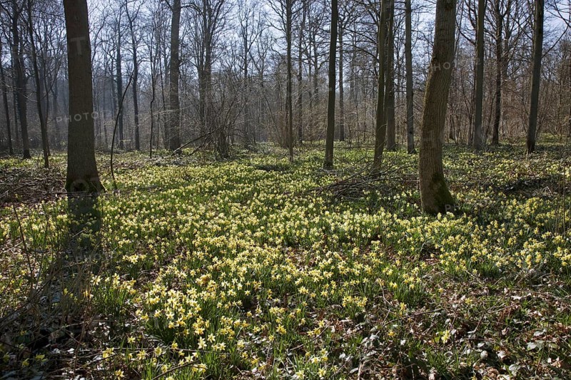 Wild daffodils