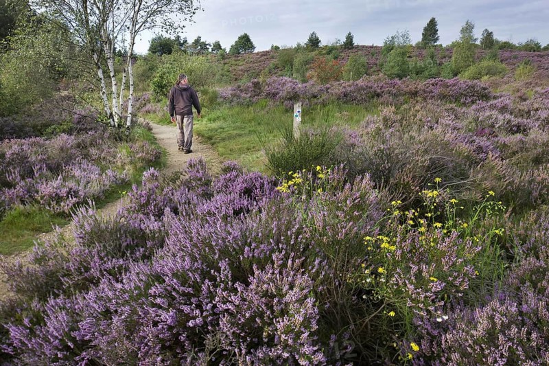Heather flowering in heathland at the Hoge Kempen National Park